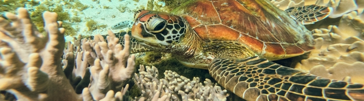 Zeeschildpad zwemt langs koraalrif in Costa Rica.
