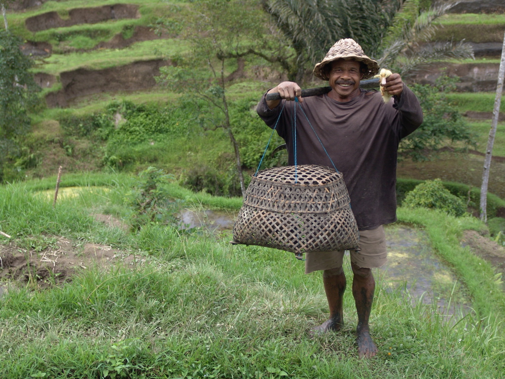 Balinese boer met rieten hoed draagt mand aan schouder bij groene rijstterrassen op Bali.