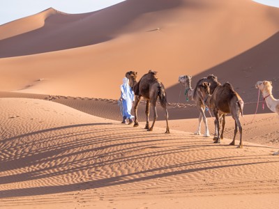 Kameelkaravaan met gids loopt over zandduinen in de Sahara tijdens de Route Marokko, 14 dagen.