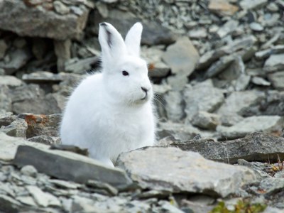 Witte poolhaas tussen rotsen langs de Route Groenland.