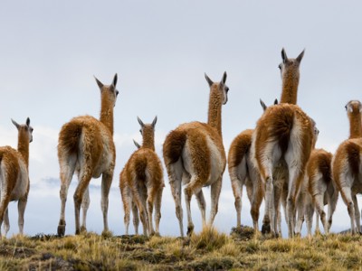 Groep guanaco’s op de Patagonische steppe tijdens Route Patagonië Hoogtepunten, 18 dagen.