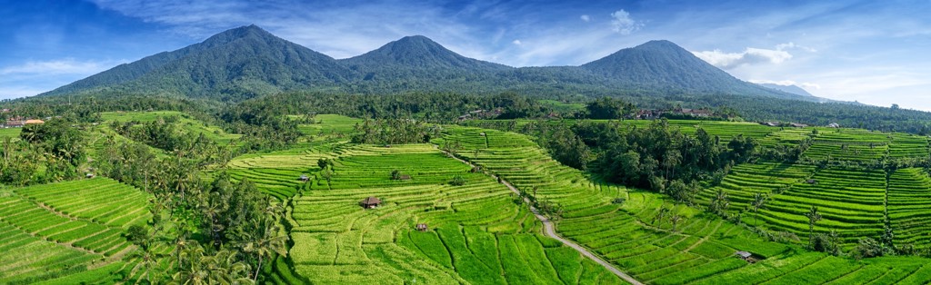 Groene rijstterrassen op Bali met berglandschap op de achtergrond.