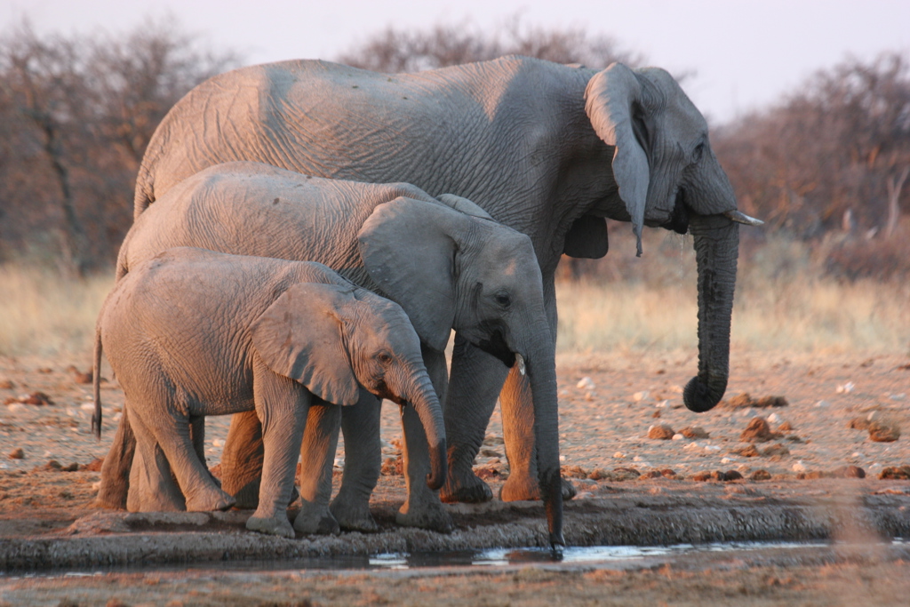 Olifantenfamilie bij een waterpoel in het Krugerpark, Zuid-Afrika.