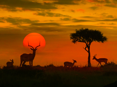 Silhouetten van antilopen bij zonsondergang op de savanne langs de route Johannesburg - Kaapstad.