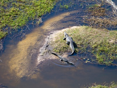 Krokodillen op de oever van een rivier in Zuidelijk Afrika, route Windhoek naar Victoria Falls.