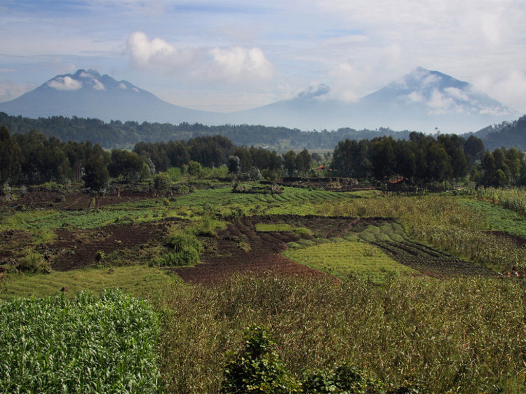Groene landbouwvelden met uitzicht op de Virunga-vulkanen in Rwanda tijdens de groepsrondreis Uganda en Rwanda.