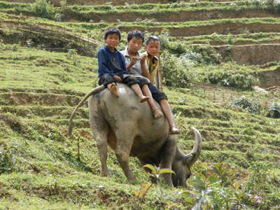 Drie jongens op een waterbuffel in rijstterrassen tijdens Route Vietnam.