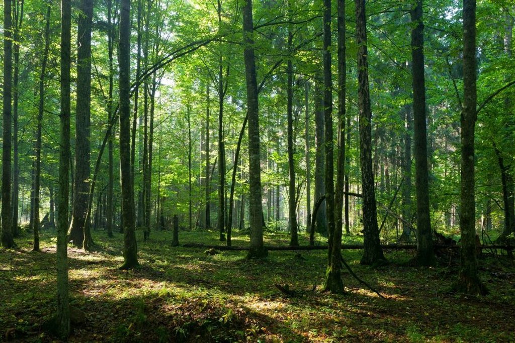 Mistig bos met hoge bomen in Polen tijdens een groepsrondreis.