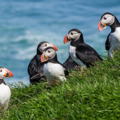 Papegaaiduikers op een groene klif aan de kust van IJsland tijdens een groepsrondreis.
