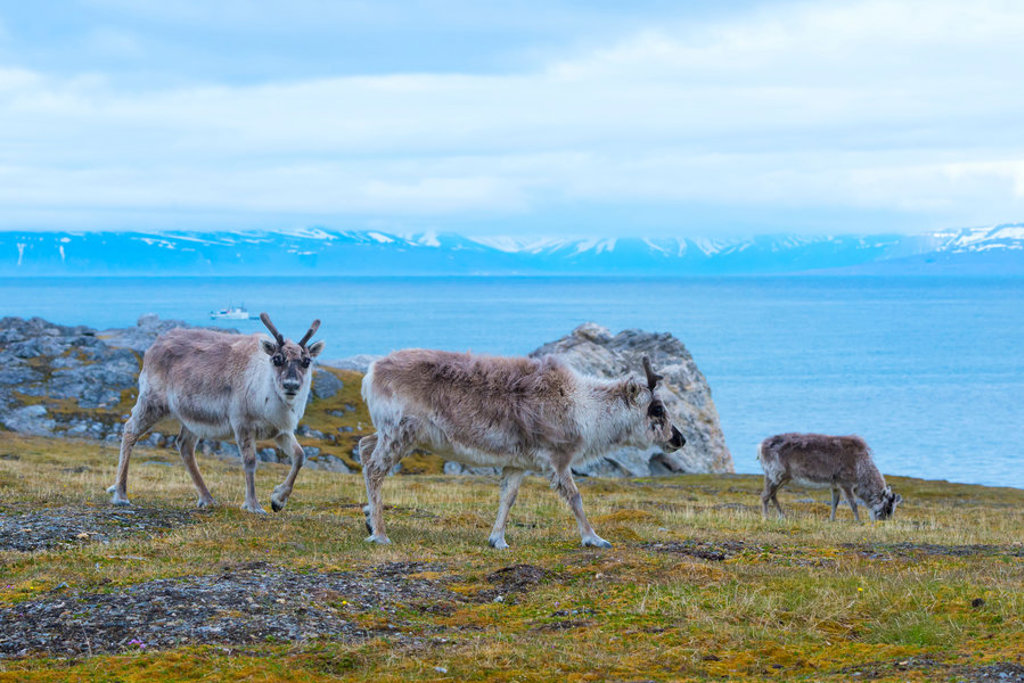 Rendieren op de toendra aan de kust van Spitsbergen tijdens een groepsrondreis met zeilschip de Antigua.