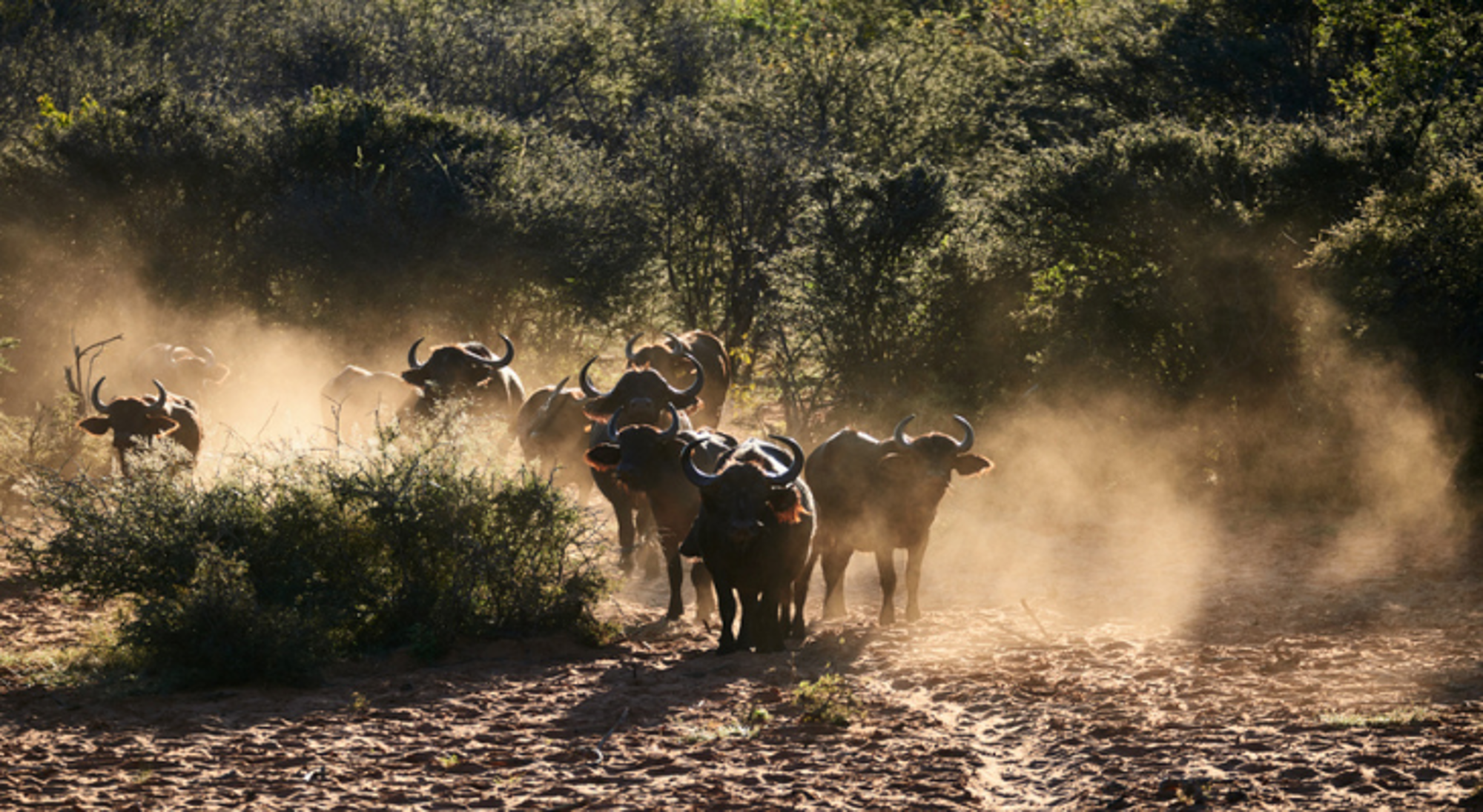 Groep van Afrikaanse buffalo's in Waterberg, Namibië Kudde Afrikaanse buffels in stofwolken op een zandpad in Namibië.