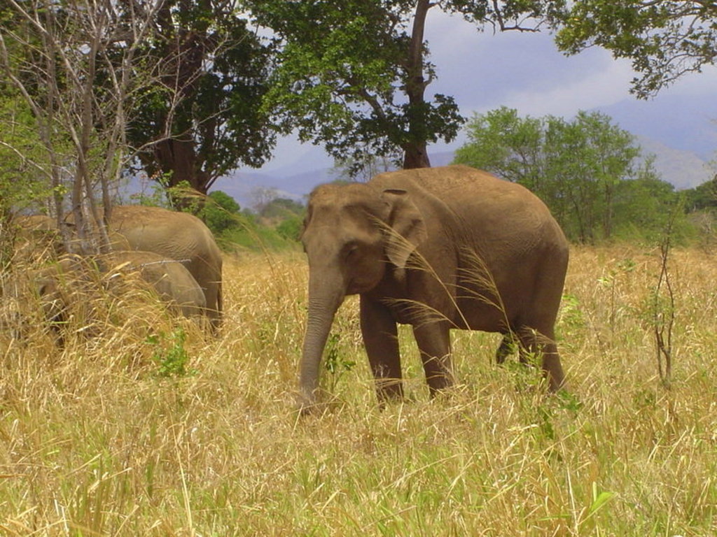 Aziatische olifanten in het grasland tijdens een groepsrondreis door Sri Lanka.