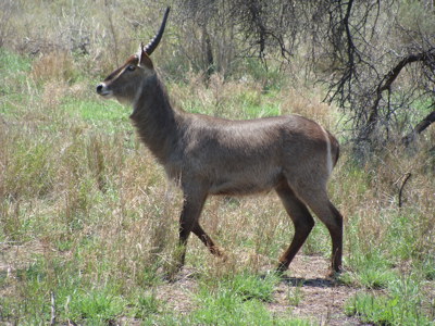 Waterbok in de savanne tijdens Route Zuid-Afrika.