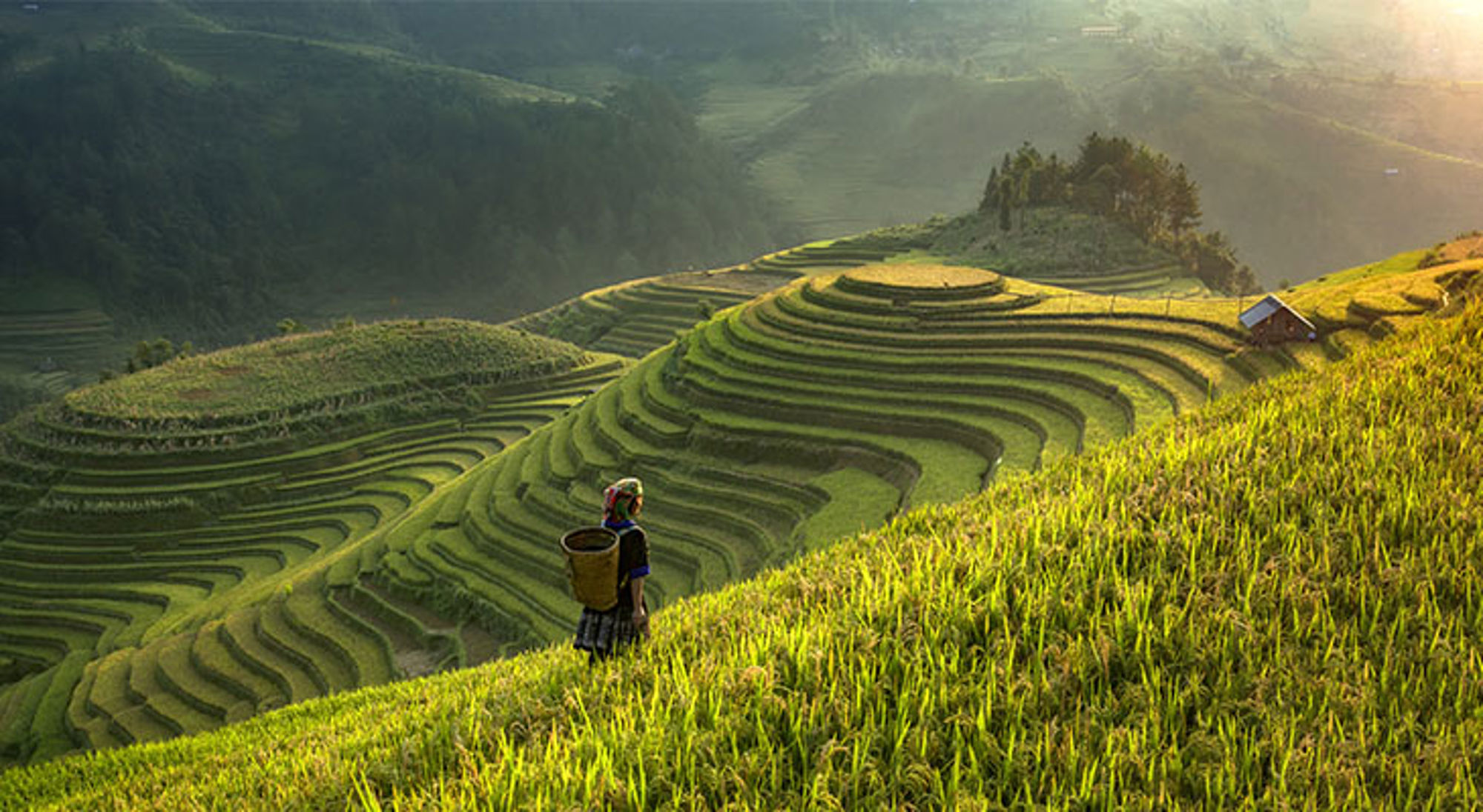 Rijstveld in Thailand Persoon met mand op de rug loopt langs groene rijstterrassen in heuvelachtig landschap bij zonsondergang.