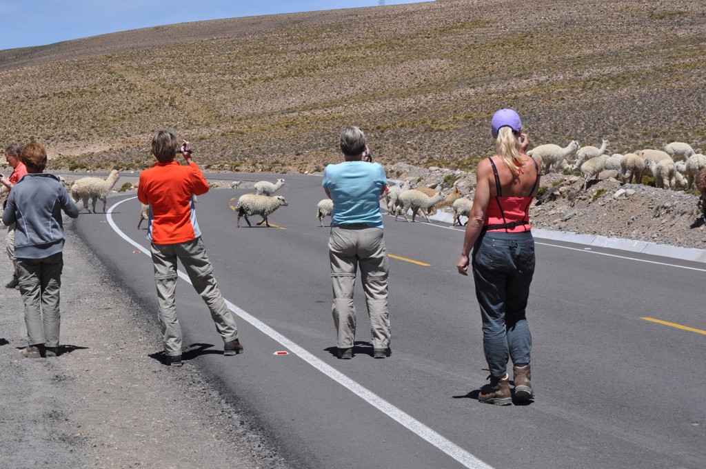 Vrouwen op rondreis in Peru fotograferen een kudde lama’s die de bergweg oversteekt.