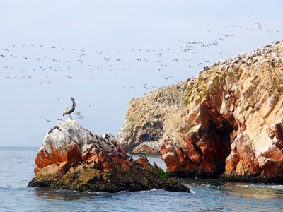 Pelikanen en andere zeevogels op rotsen bij de Ballestas-eilanden aan de kust van Peru.