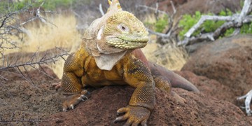 Landleguaan op de Galapagos, rustend op vulkanische rotsen in droog landschap.