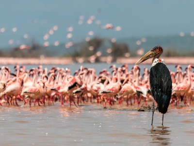 Maraboe-ooievaar tussen een grote groep flamingo’s in het water, Kenia en Tanzania route.
