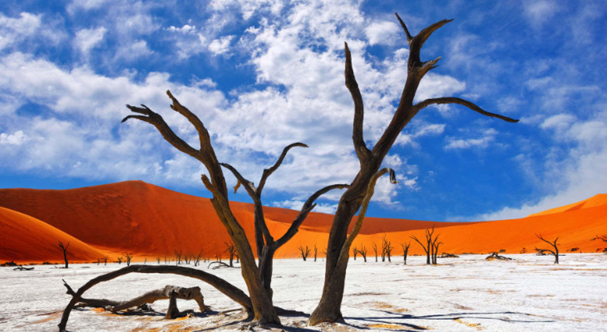 Dode kameldoornbomen tegen rode duinen en blauwe lucht in Deadvlei, Sossusvlei. Dode acaciabomen in Deadvlei met witte kleivlakte en rode zandduinen in Namibië.