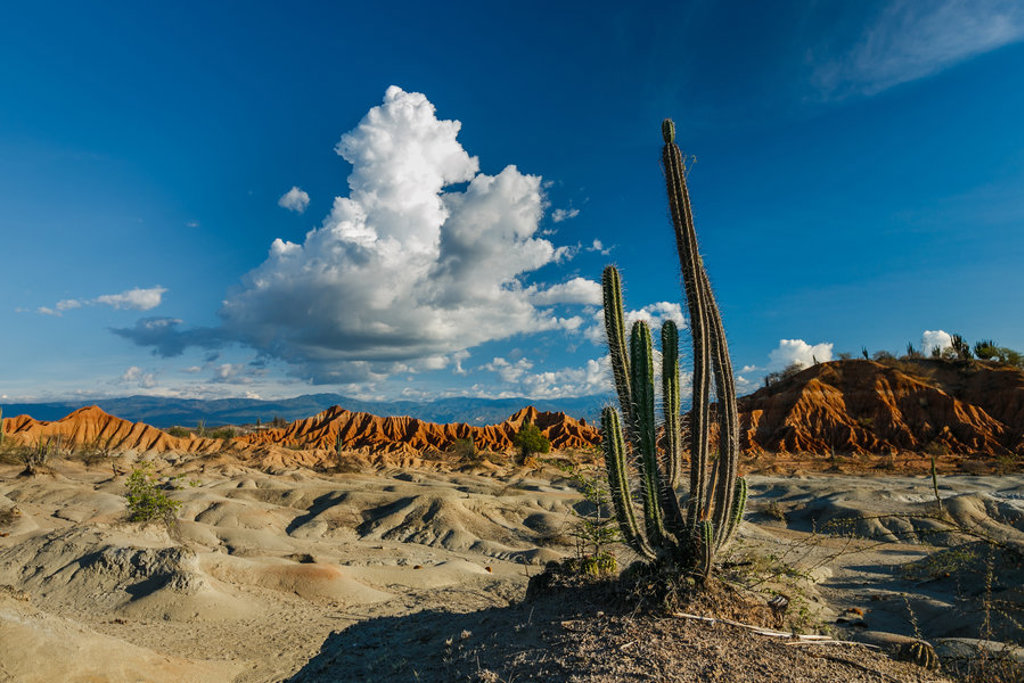 Cactus in het woestijnlandschap van de Tatacoa-woestijn tijdens een groepsrondreis Colombia.