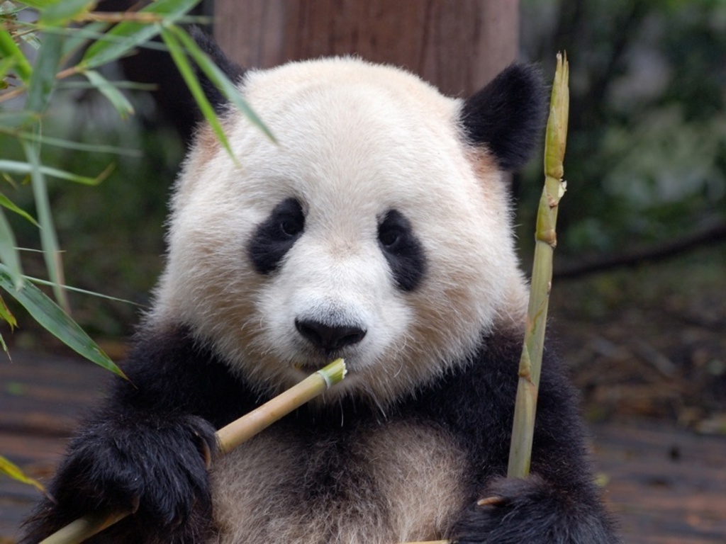 Reuzenpanda in China die bamboe eet tijdens een groepsrondreis China.
