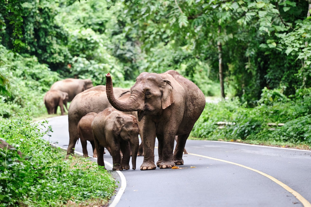 Olifantenfamilie steekt de weg over in een groen natuurgebied in Thailand tijdens een groepsrondreis.