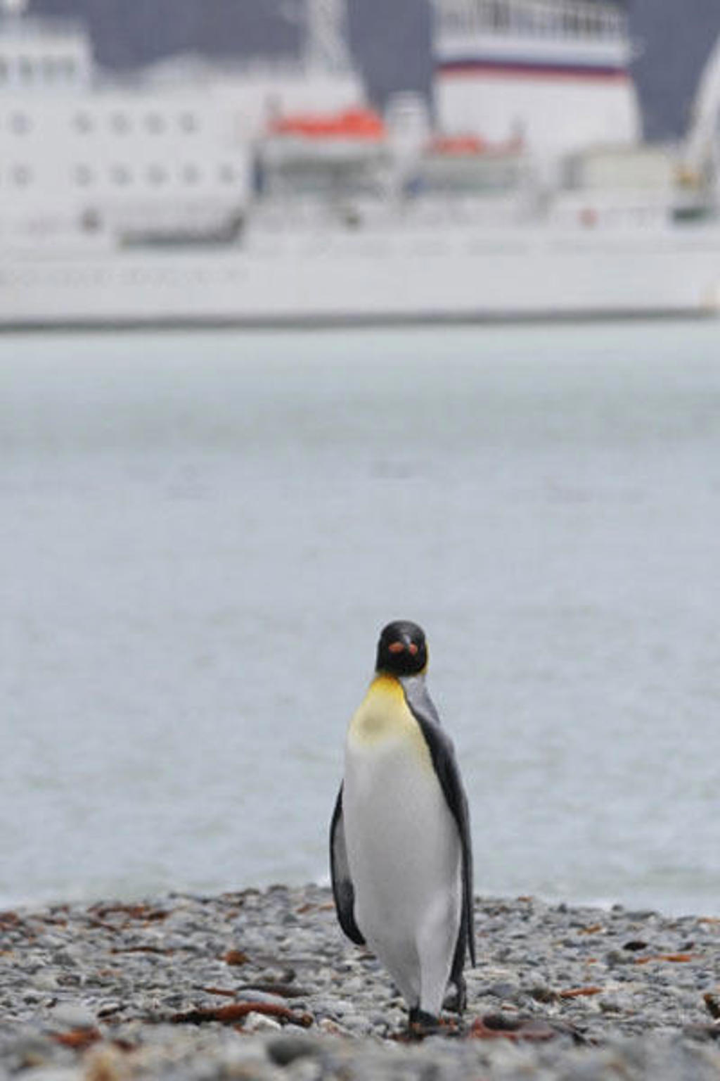 Koningspinguïn op een kiezelstrand in Antarctica, met expeditieschip op de achtergrond.