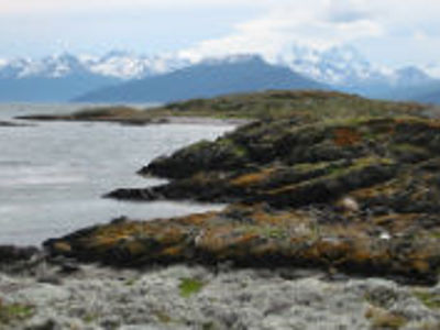 Rotsachtige kustlijn met mos en zee, met besneeuwde bergen op de achtergrond tijdens Route 2 Festivalreis.