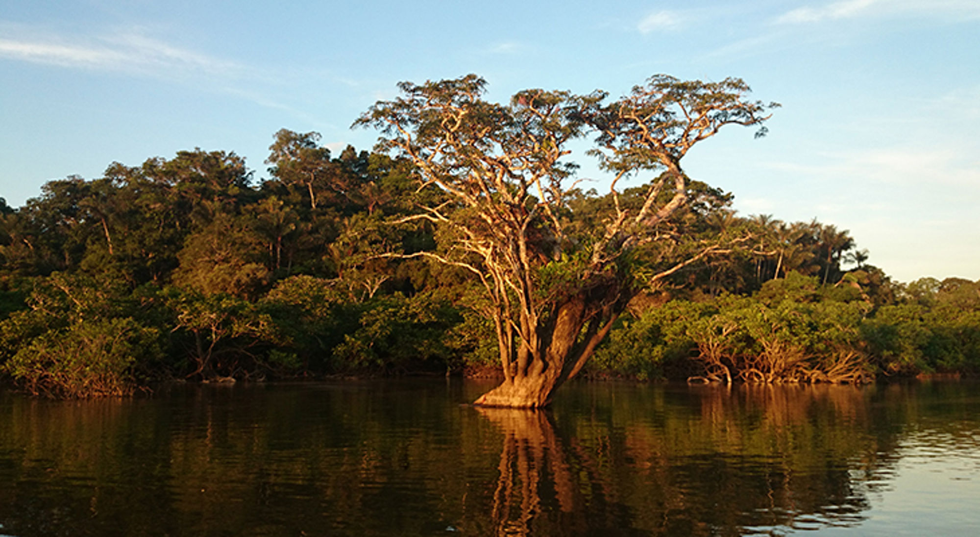 Laguna Grande, Ecuador Grote boom aan de oever van een rustige rivier, met weerspiegeling in het water bij zonsondergang.