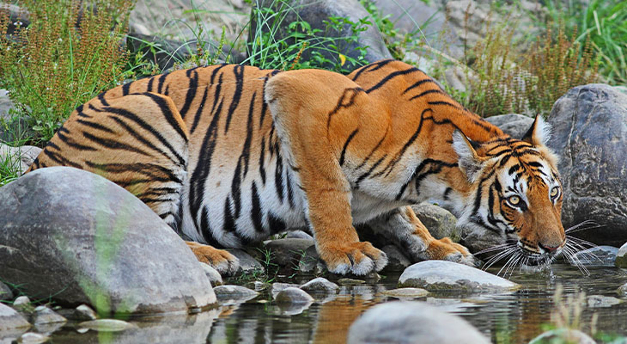 Tijger drinkt water aan een rotsachtige rivieroevers.