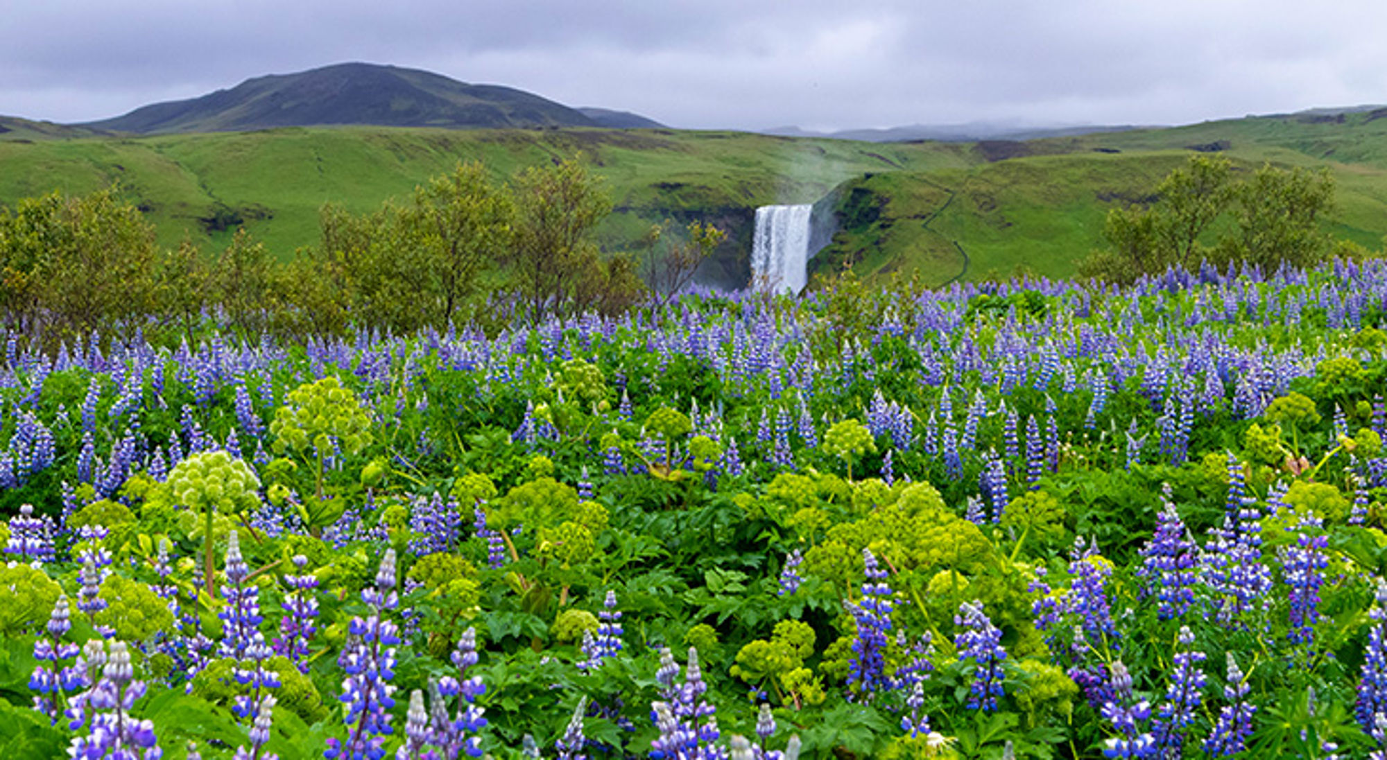 Lupines met Skogafoss Paarse lupines in bloei met op de achtergrond een waterval in groen heuvelachtig landschap.