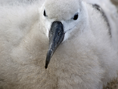 Close-up van een albatroskuiken met zachte donsveren op Antarctica.
