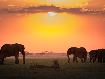 Olifanten in de savanne bij zonsondergang op de route van Windhoek naar Victoria Falls.