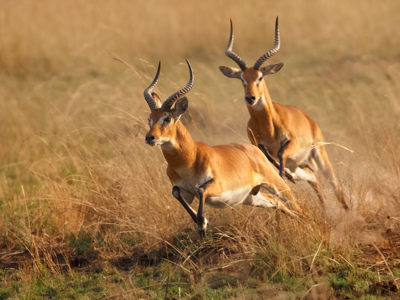 Twee impala’s rennen door hoog gras tijdens een safari op de route Windhoek naar Victoria Falls.