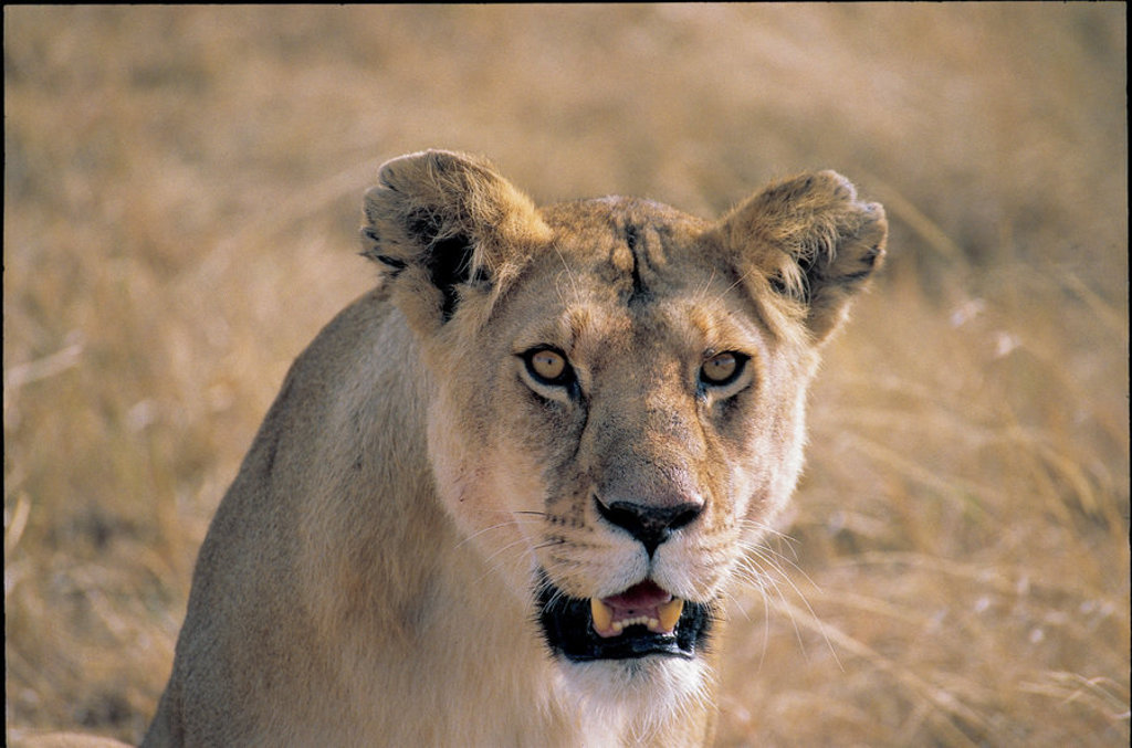 Close-up van een leeuwin op de savanne tijdens een groepsrondreis Kenia en Tanzania.