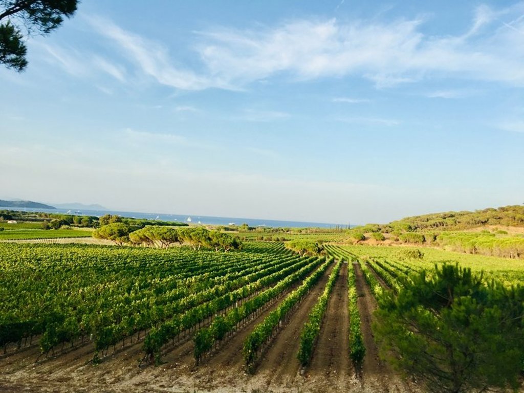 Fietsvakantie in de Provence met fietsers op een landweg tussen groene velden.