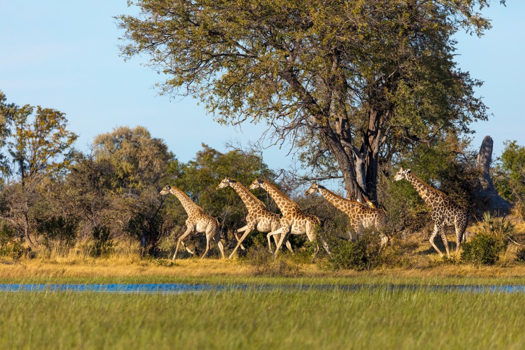 Kudde giraffen in de savanne tijdens de 22-35ers reis Zuidelijk Afrika.