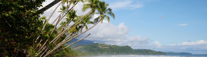 Palmen langs een rustig zandstrand aan de kust van Costa Rica, met golven en groene heuvels op de achtergrond.