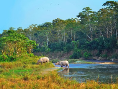 Twee neushoorns aan de oever van een rivier, met dicht groen bos op de achtergrond.