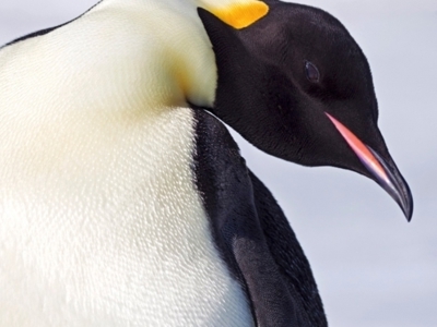 Close-up van een keizerspinguïn in Antarctica tijdens de 18-daagse rondreisroute.