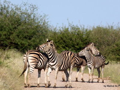 Zebra’s steken een zandweg over in een wildpark op de route Kaapstad–Johannesburg.