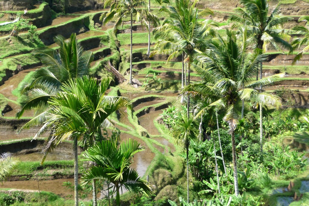 Groene rijstterrassen met palmbomen tijdens rondreis Timor, Sumba & Bali.