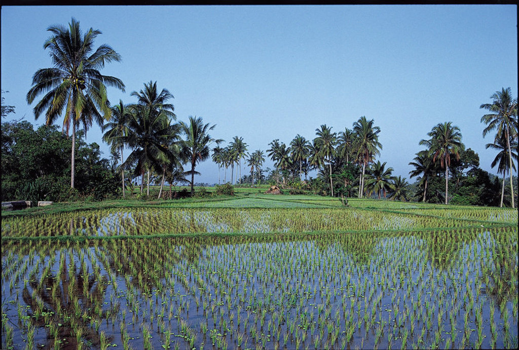 Groene rijstvelden met palmbomen in Sri Lanka tijdens een groepsrondreis.