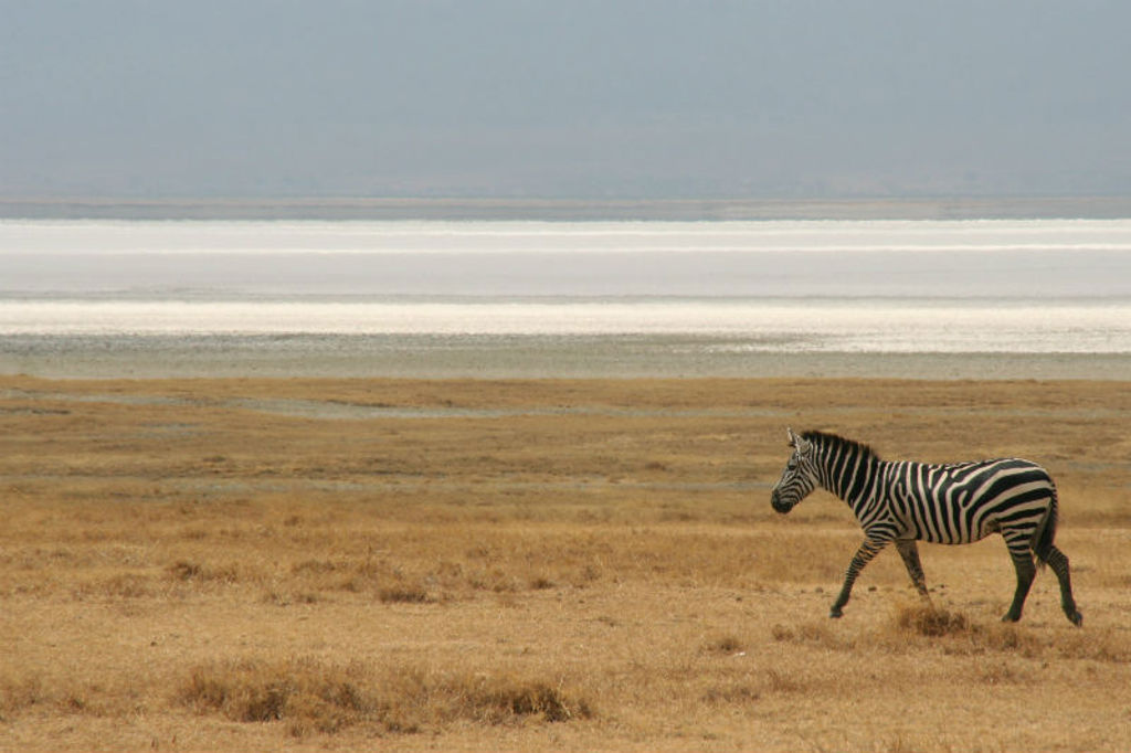 Zebra op de savanne tijdens een groepsrondreis Kenia en Tanzania.