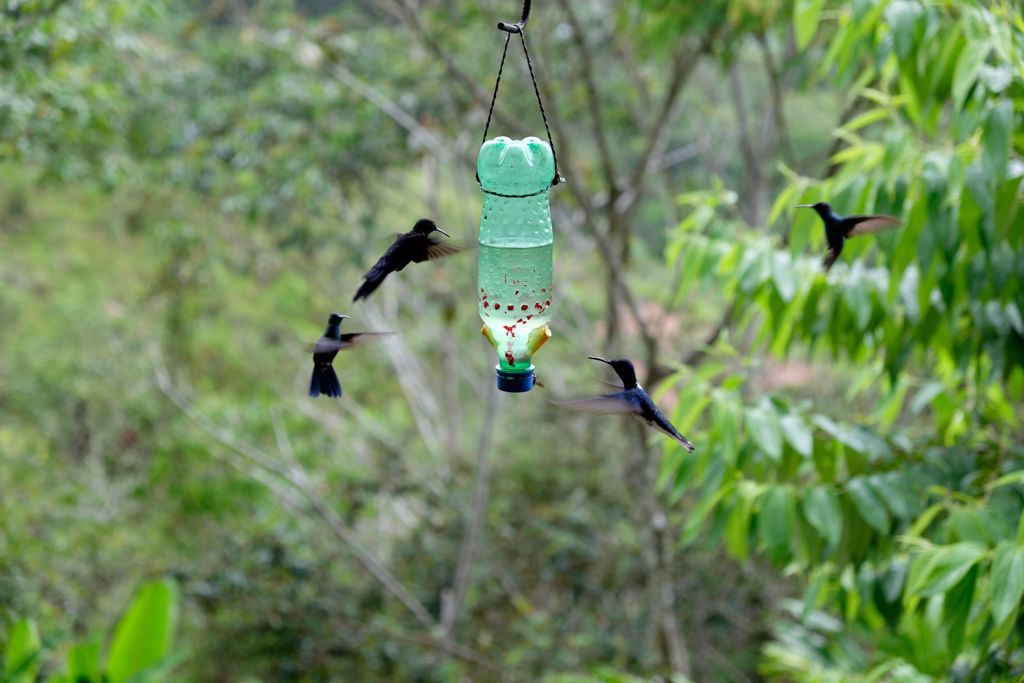 Kolibries bij een voederstation in de natuur van Noord-Peru tijdens een groepsrondreis.