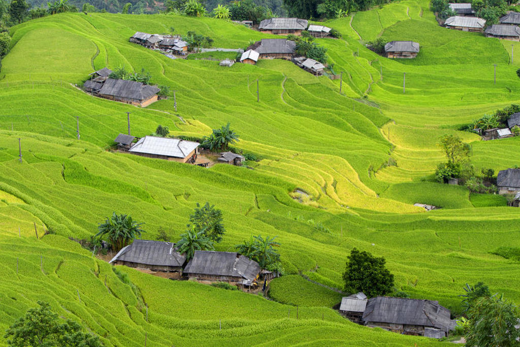 Groene rijstterrassen met verspreide houten huizen in de bergen van Vietnam tijdens een groepsrondreis China & Vietnam.