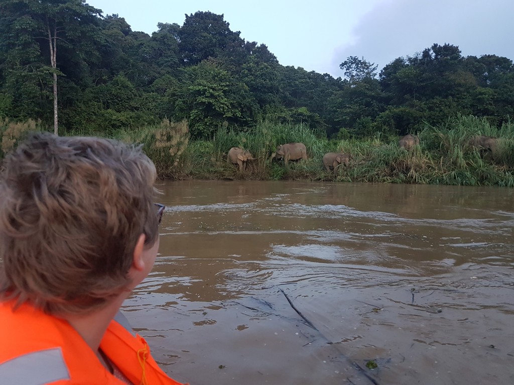 Reiziger in boot bekijkt wilde olifanten langs de rivier in Maleisisch Borneo tijdens groepsrondreis.