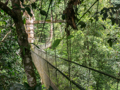 Hangbrug tussen de boomtoppen in het regenwoud van Maleisisch Borneo.