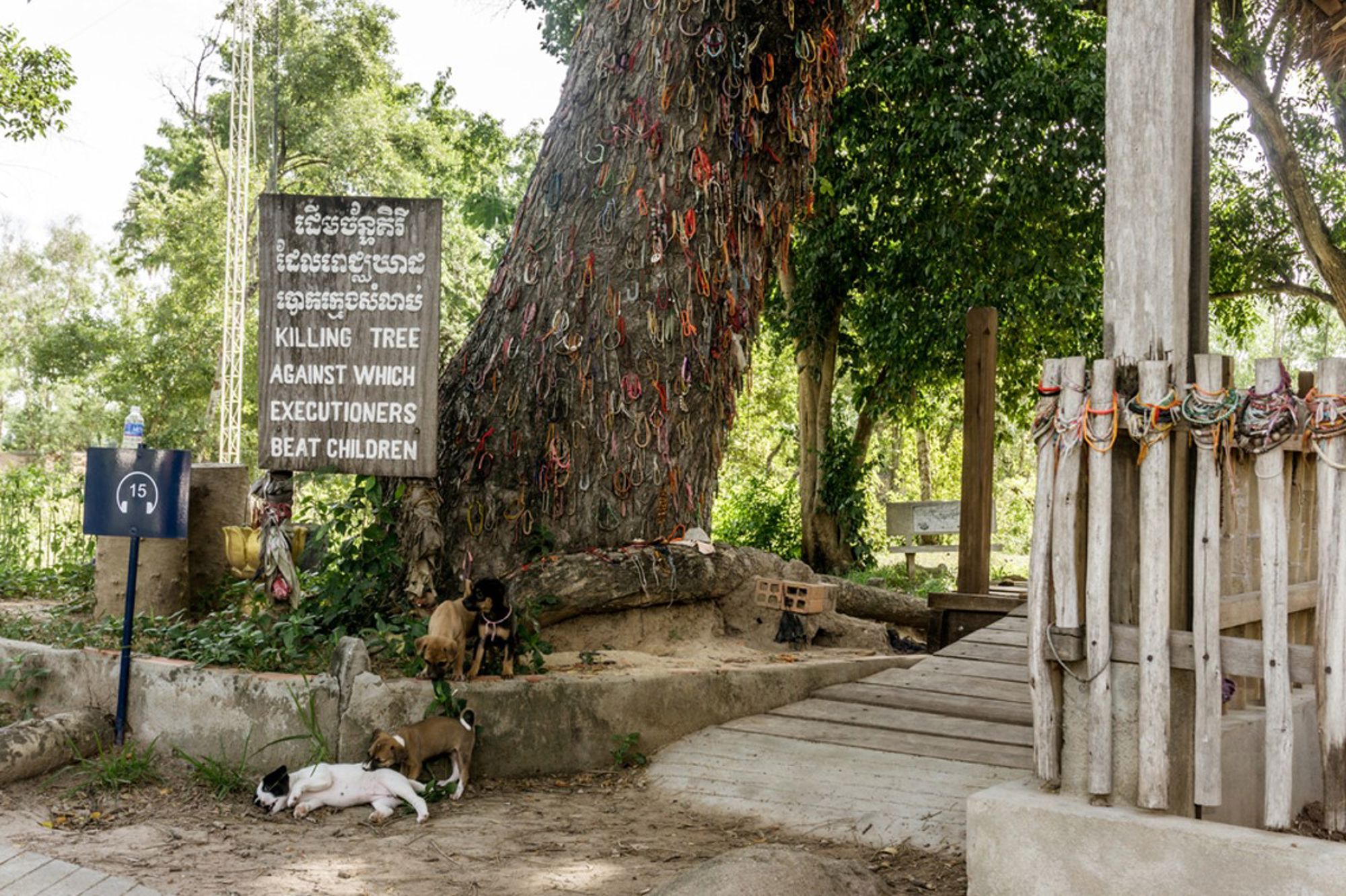 Killing Tree bij Choeung Ek (Killing Fields) in Cambodja, met herdenkingslinten aan de boom.
