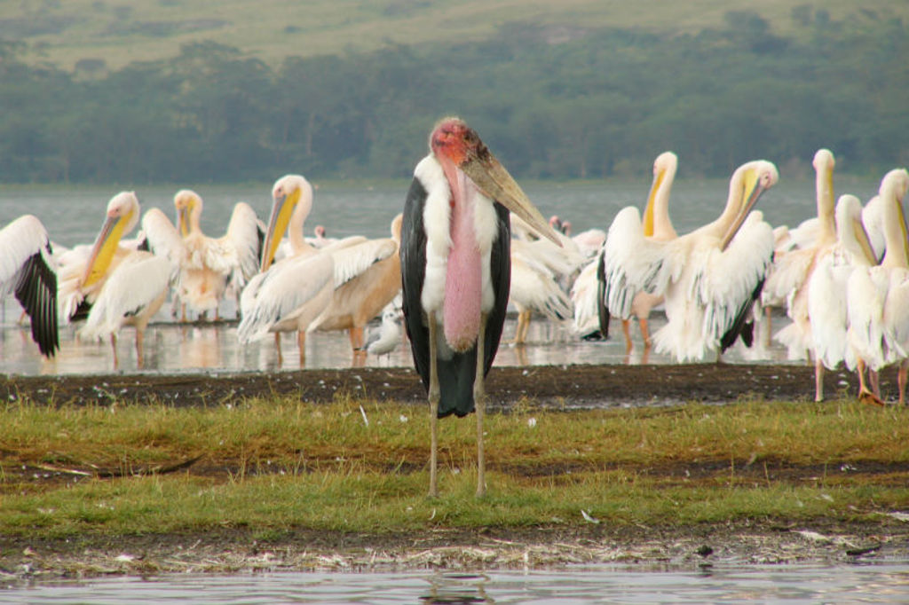 Maraboe-ooievaar tussen pelikanen aan de oever van Lake Nakuru in Kenia.